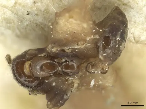 Monomorium liliuokalanii specimen CASENT0913584 image casent0913584_1