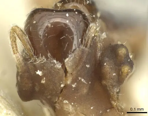 Monomorium liliuokalanii specimen CASENT0913584 image casent0913584_2