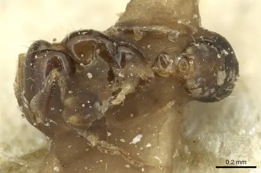 Monomorium liliuokalanii specimen CASENT0913584 image casent0913584_3
