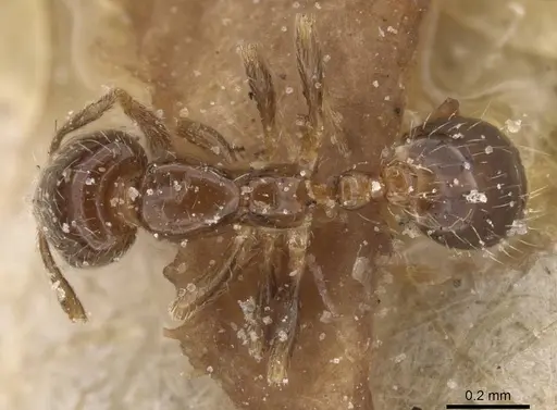 Monomorium liliuokalanii specimen CASENT0913813 image casent0913813_1
