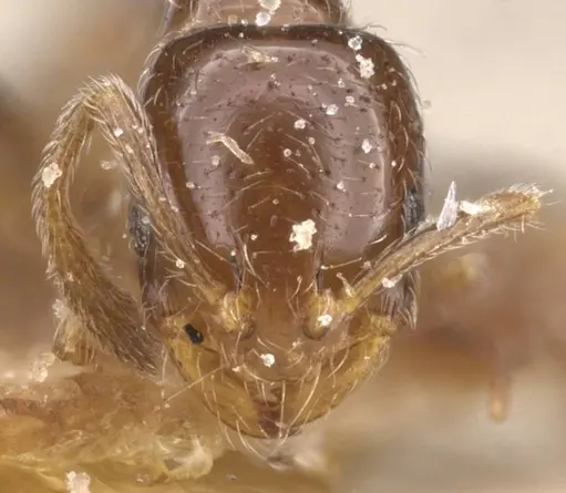 Monomorium liliuokalanii specimen CASENT0913813 image casent0913813_2