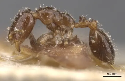 Monomorium liliuokalanii specimen CASENT0913813 image casent0913813_3