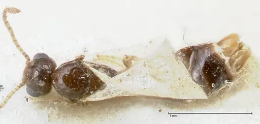 Monomorium liliuokalanii specimen FOCOL1687 image focol1687_1