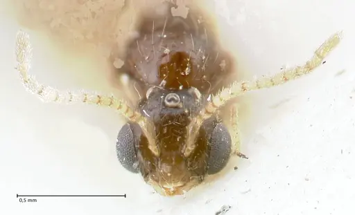 Monomorium liliuokalanii specimen FOCOL1687 image focol1687_2