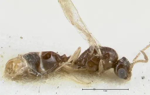 Monomorium liliuokalanii specimen FOCOL1687 image focol1687_3