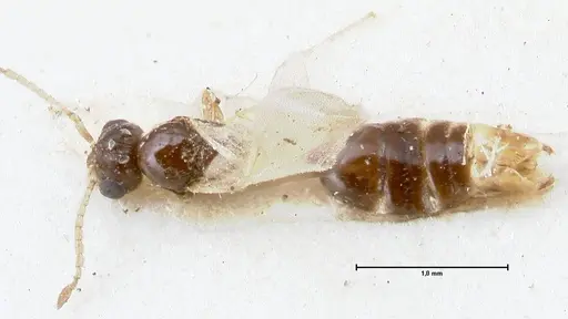 Monomorium liliuokalanii specimen FOCOL1688 image focol1688_1