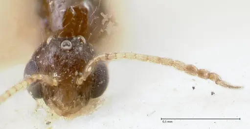 Monomorium liliuokalanii specimen FOCOL1688 image focol1688_2