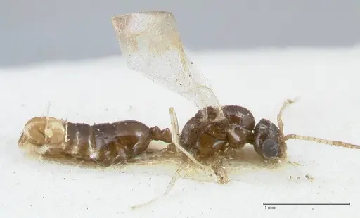 Monomorium liliuokalanii specimen FOCOL1688 image focol1688_3