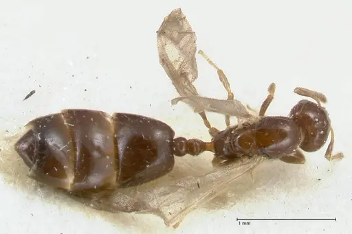 Monomorium liliuokalanii specimen FOCOL1689 image focol1689_1