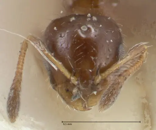 Monomorium liliuokalanii specimen FOCOL1689 image focol1689_2