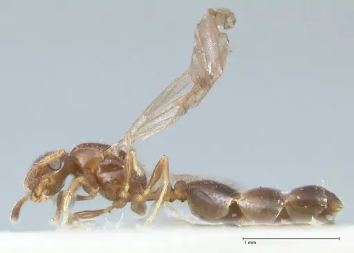 Monomorium liliuokalanii specimen FOCOL1689 image focol1689_3