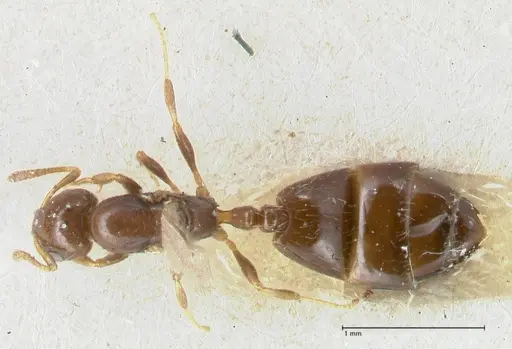 Monomorium liliuokalanii specimen FOCOL1690 image focol1690_1