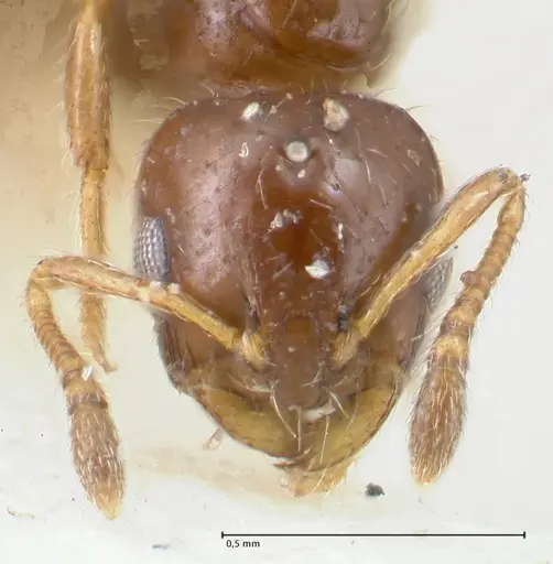Monomorium liliuokalanii specimen FOCOL1690 image focol1690_2