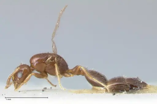 Monomorium liliuokalanii specimen FOCOL1690 image focol1690_3