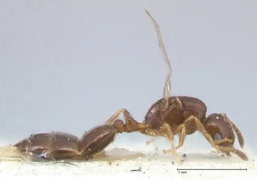 Monomorium liliuokalanii specimen FOCOL1690 image focol1690_4