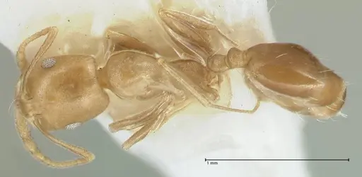 Monomorium lindbergi specimen FOCOL1848 image focol1848_1