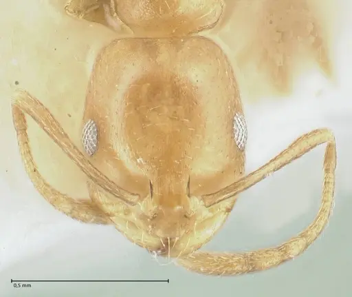 Monomorium lindbergi specimen FOCOL1848 image focol1848_2