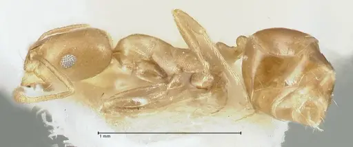 Monomorium lindbergi specimen FOCOL1848 image focol1848_3