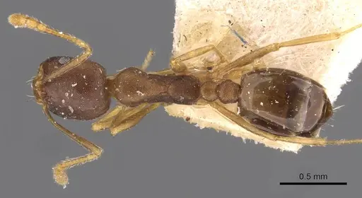 Monomorium longi specimen CASENT0908730 image casent0908730_1