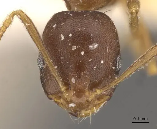Monomorium longi specimen CASENT0908730 image casent0908730_2