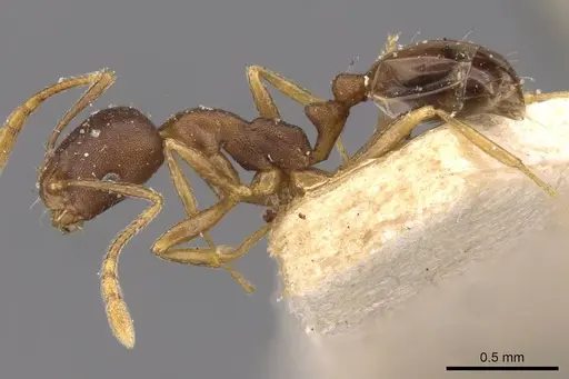 Monomorium longi specimen CASENT0908730 image casent0908730_3