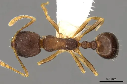 Monomorium longi specimen CASENT0914322 image casent0914322_1