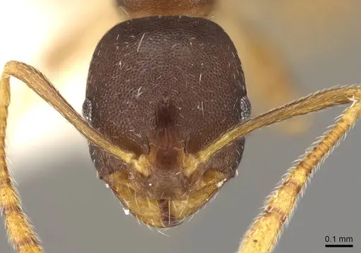 Monomorium longi specimen CASENT0914322 image casent0914322_2