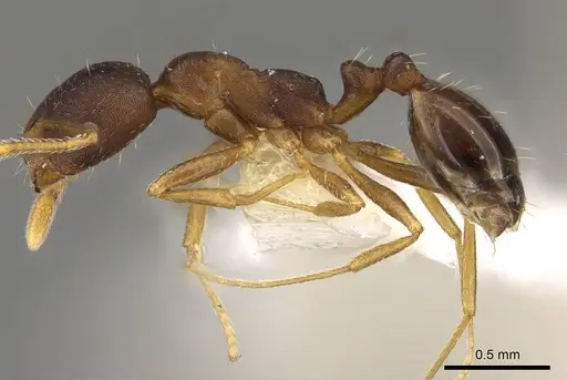 Monomorium longi specimen CASENT0914322 image casent0914322_3