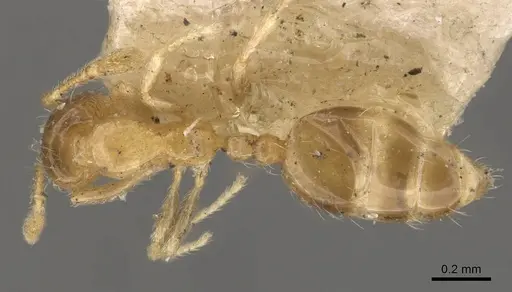 Monomorium luisae specimen CASENT0908701 image casent0908701_1