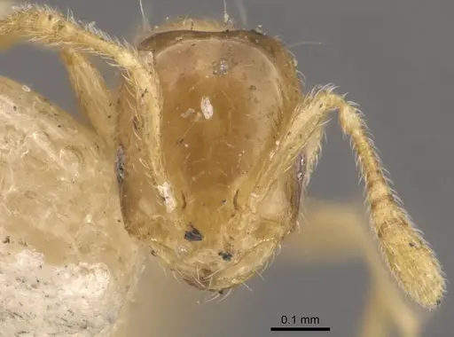Monomorium luisae specimen CASENT0908701 image casent0908701_2