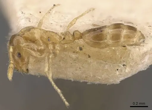 Monomorium luisae specimen CASENT0908701 image casent0908701_3