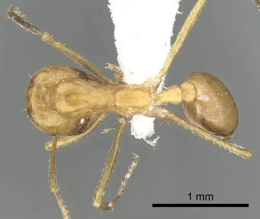 Monomorium luteum specimen CASENT0249864 image casent0249864_1