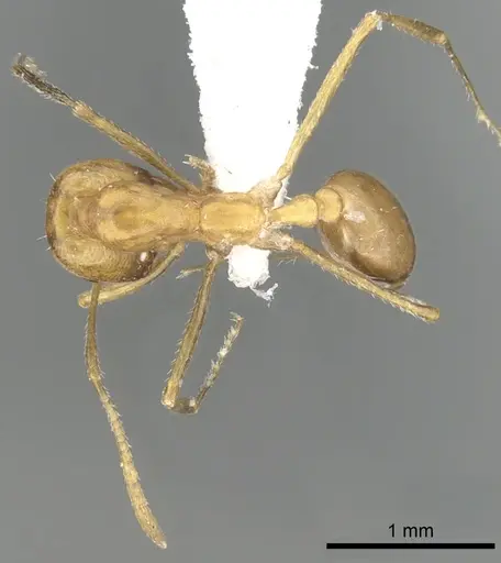 Monomorium luteum specimen CASENT0249864 image casent0249864_2