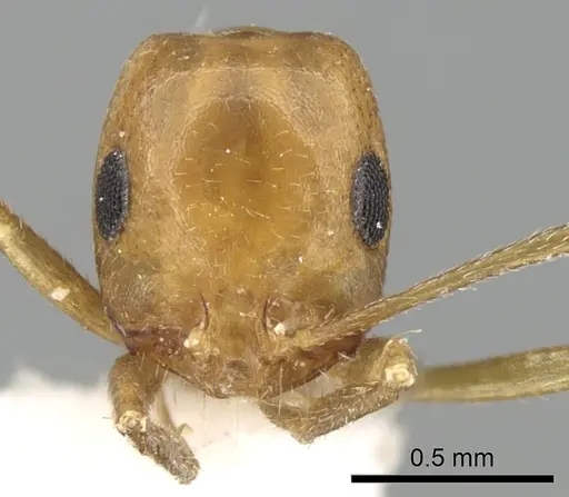 Monomorium luteum specimen CASENT0249864 image casent0249864_3