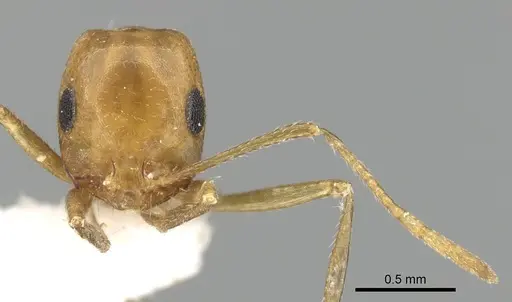 Monomorium luteum specimen CASENT0249864 image casent0249864_4