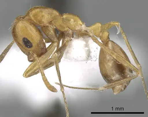 Monomorium luteum specimen CASENT0249864 image casent0249864_5