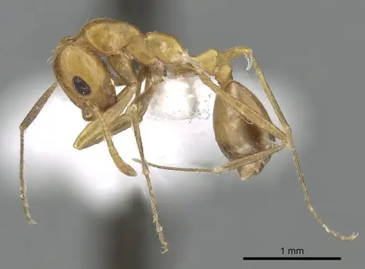 Monomorium luteum specimen CASENT0249864 image casent0249864_6