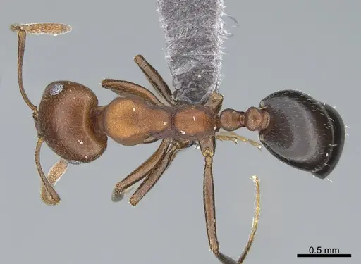 Monomorium luteum specimen CASENT0264117 image casent0264117_1