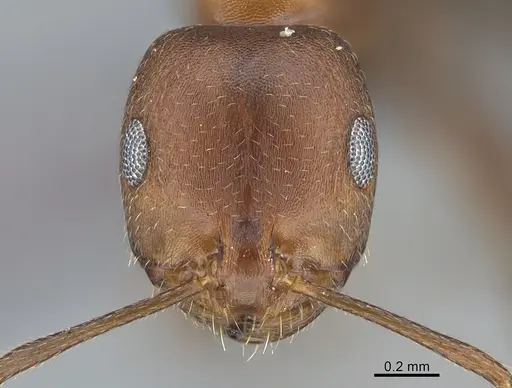 Monomorium luteum specimen CASENT0264117 image casent0264117_2