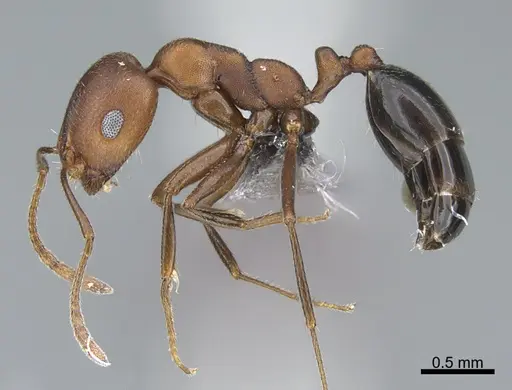 Monomorium luteum specimen CASENT0264117 image casent0264117_3