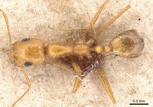 Monomorium luteum specimen CASENT0904599 image casent0904599_1