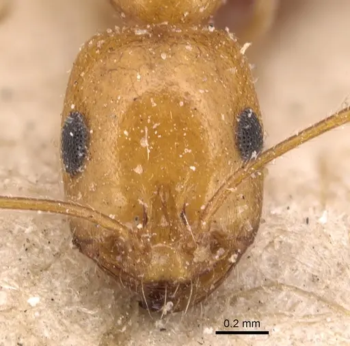 Monomorium luteum specimen CASENT0904599 image casent0904599_2