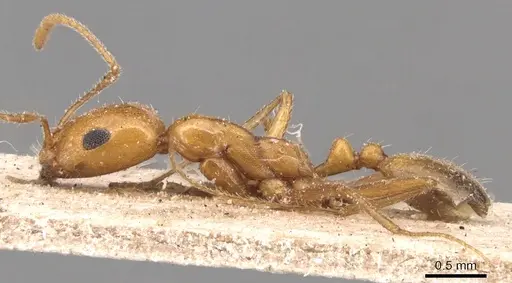 Monomorium luteum specimen CASENT0904599 image casent0904599_3