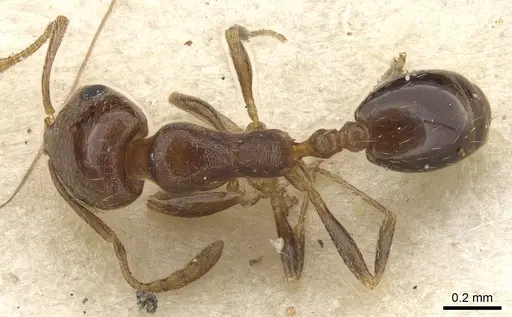 Monomorium macrops specimen CASENT0902186 image casent0902186_1