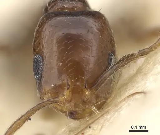 Monomorium macrops specimen CASENT0902186 image casent0902186_2