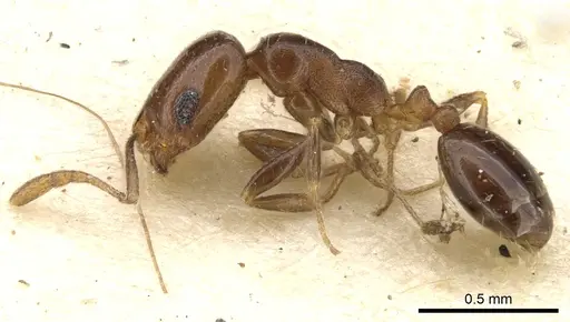 Monomorium macrops specimen CASENT0902186 image casent0902186_3