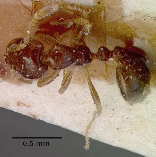Monomorium madecassum specimen CASENT0010819 image casent0010819_1