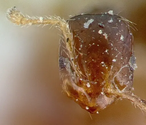 Monomorium madecassum specimen CASENT0010819 image casent0010819_2