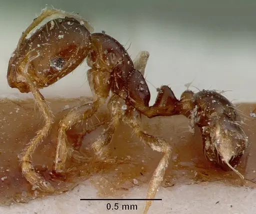 Monomorium madecassum specimen CASENT0010819 image casent0010819_3