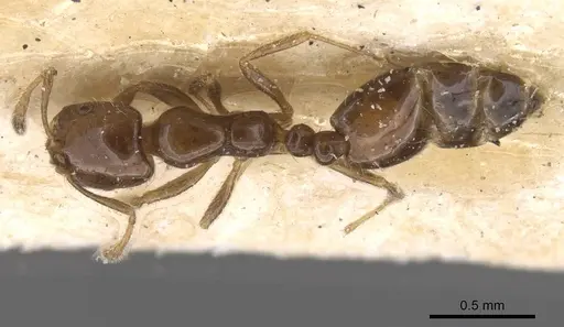 Monomorium madecassum specimen CASENT0010828 image casent0010828_1